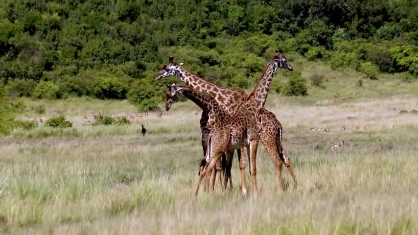 In Africa, majestic wild giraffes compete for dominance.