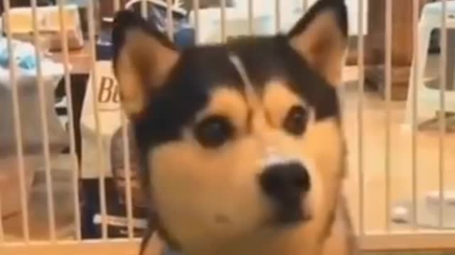 Best funny dog _ viral funny dog 🐶🐶🐶