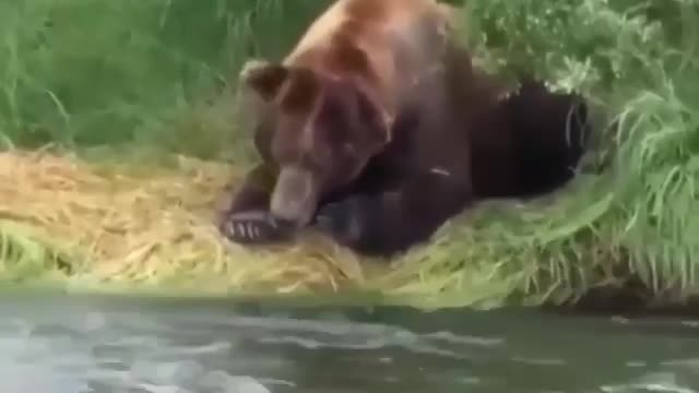 Grizzly bear patiently waiting for a nice yummy fish !