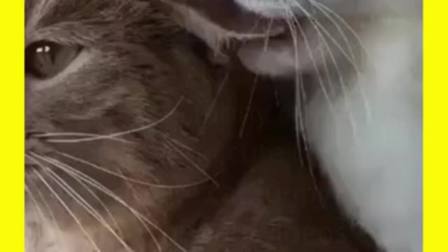 Cat 🐱 is playing