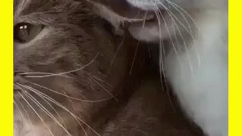 Cat 🐱 is playing