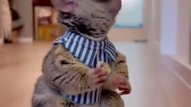 Best Funny Animal Videos of the year (2021)