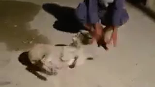 Dog scared funny videos