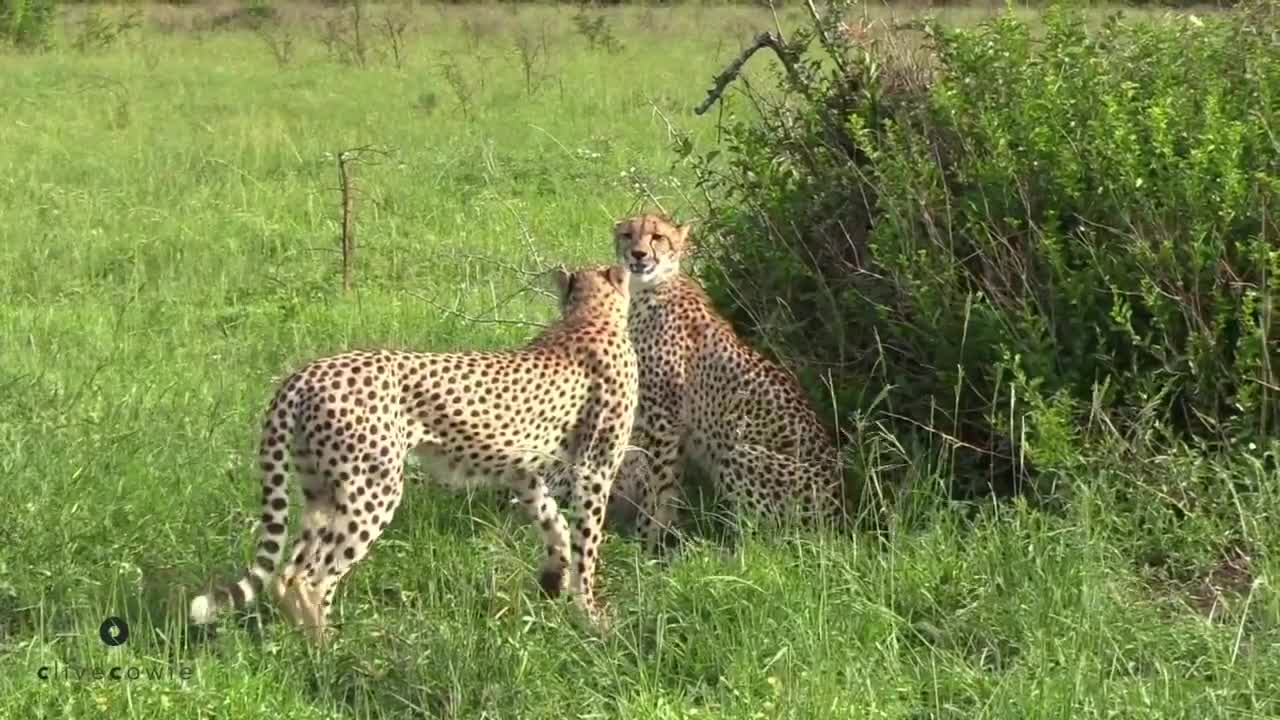 While chasing this male cheetah, he suddenly saw something and started chasing