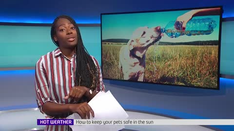 How to Keep Your Pets Safe in the Hot Weather _ Newsround