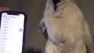 Lovely parot dancing with music