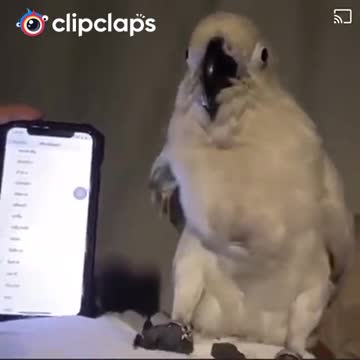 Lovely parot dancing with music