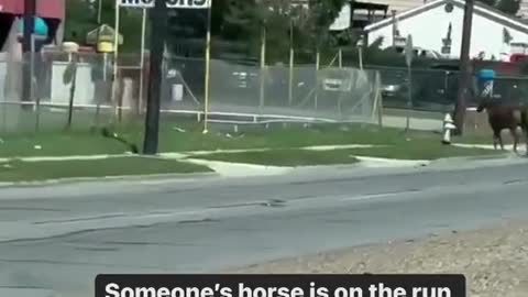 Someone's horse is on the run