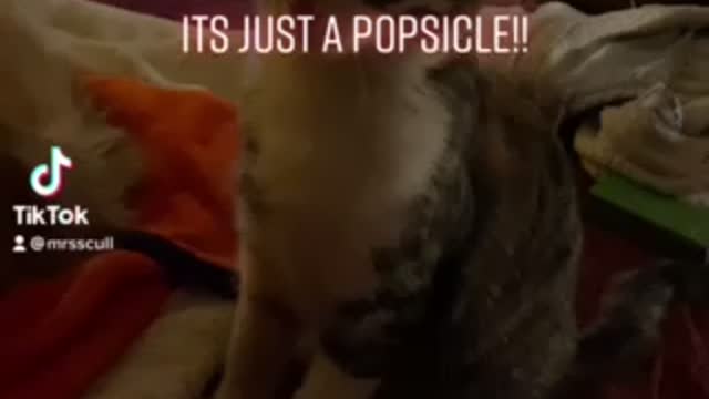 Kitty fighting a margarita popsicle!