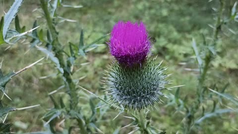 Milk Thistle