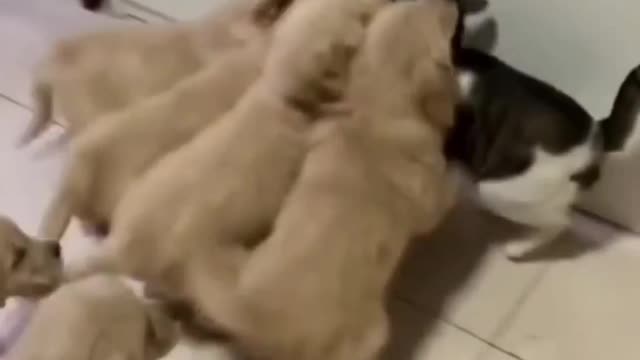 Cute dog baby group Attact cat, Funny video