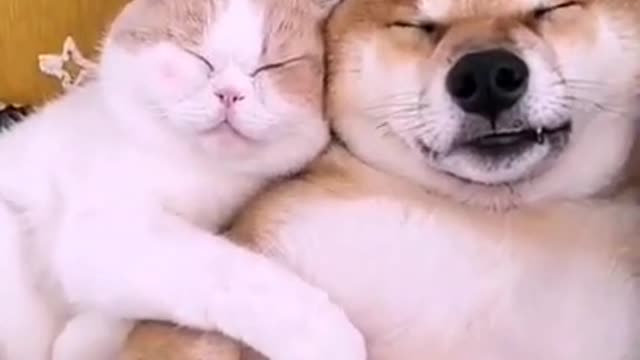 Dogs and cats sleeping together are so cute !