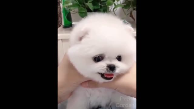 funny animals video 2022