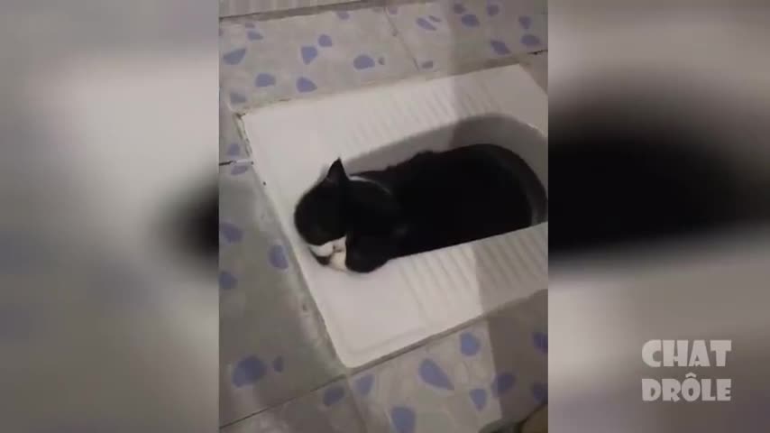 Smart and funny cats of The Years