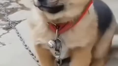 Beautiful dog sound
