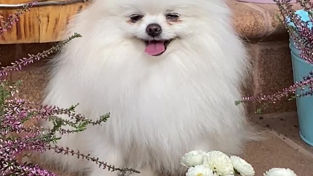 Anna baby dog