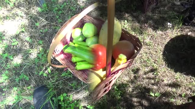 Great and Terrible Gardening s1e23 The Ultimate Garden Experience in Real Time