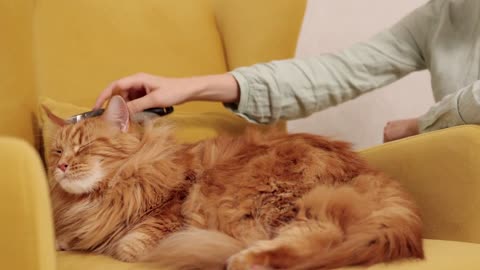 Cat Feline Whiskers