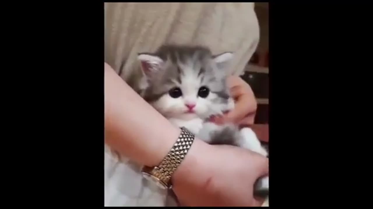 Cute kitten V.4
