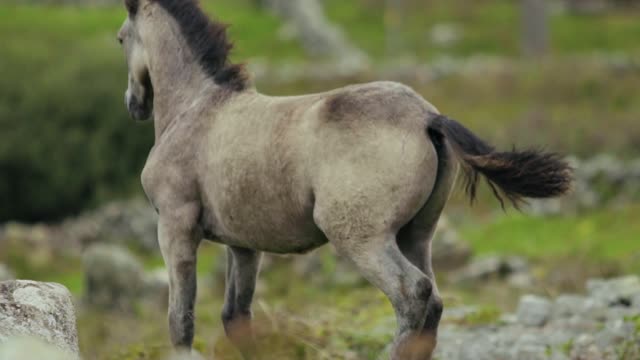 Horse running in slowmo peace scene