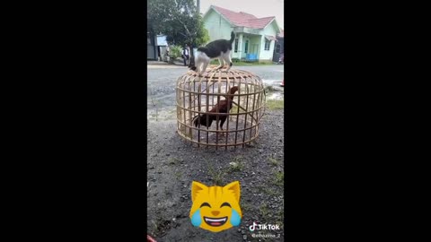 Kucing lucu viral tiktok funny Cats n Dogs