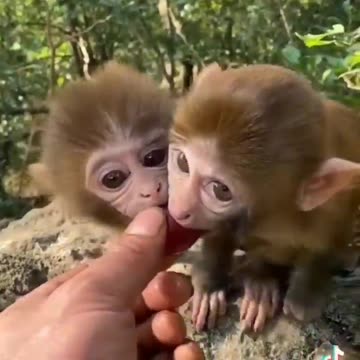 ***MUST SEE!!!*** Cute Baby Animals!!!
