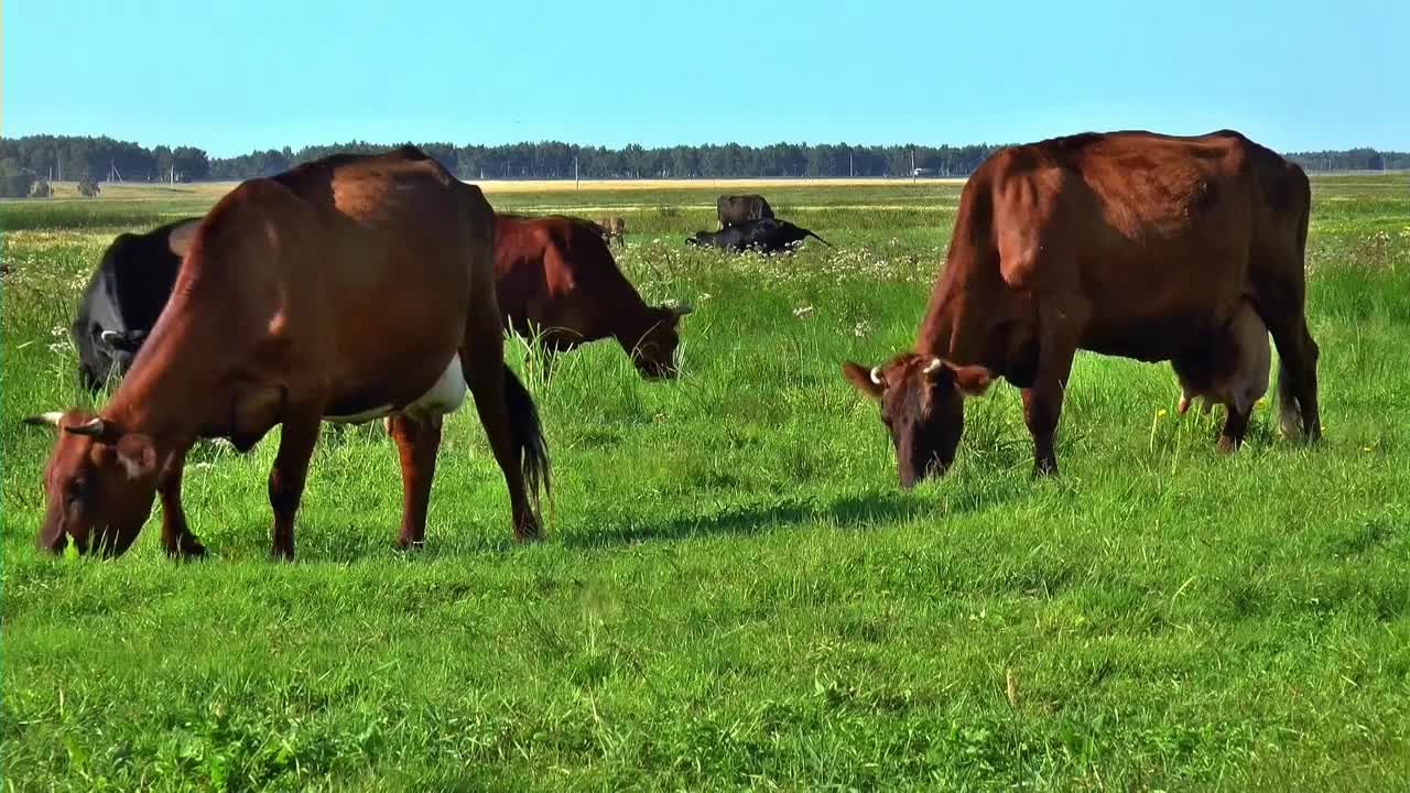 #Summer meadow herd cow eat grass daily