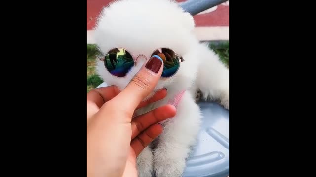 Funny Cutie Little Dogs