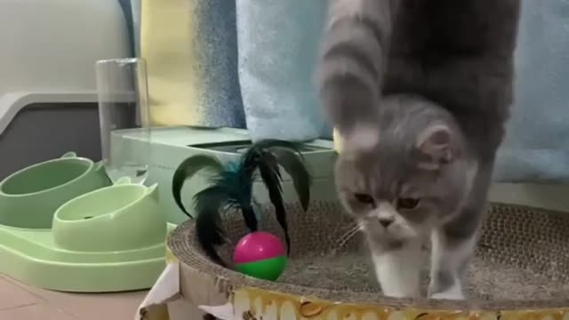 Cute funny cat video