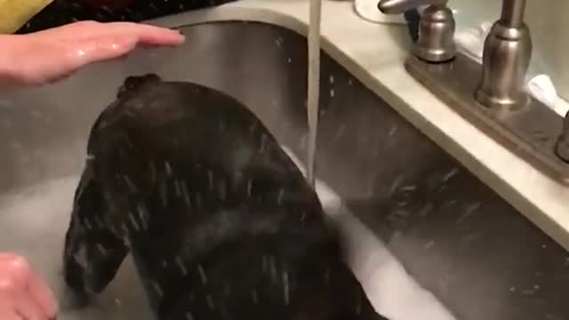 Dog shakes off water