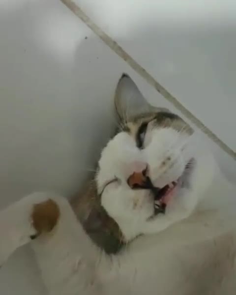 Funny cat sleeping in a weird position