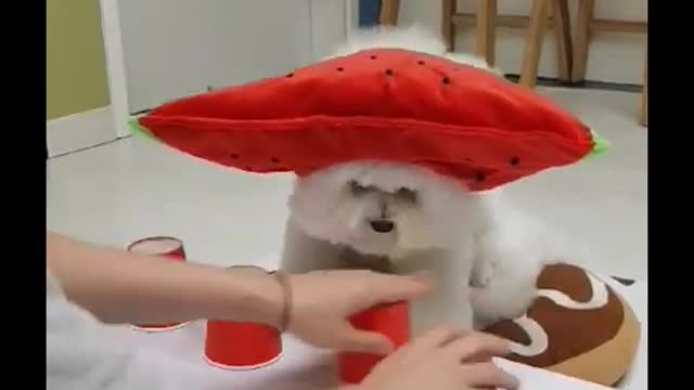 smartest dog