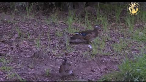 Itik Serati Hutan / Winged Wood Duck