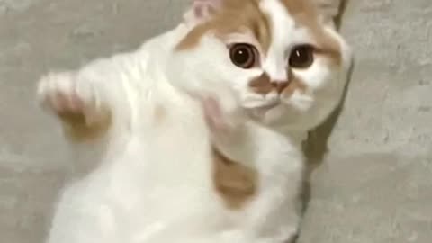 Big cat cat cat cat cat cat