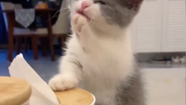 Cat eating funny moments #Shorts