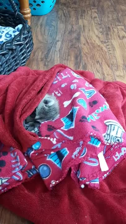 Koopur-Our Pet Raccoon-Baby Coon Naps