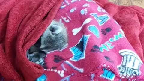 Koopur-Our Pet Raccoon-Baby Coon Naps