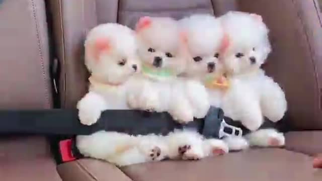 Dogs are just like toys Собачки совсем как игрушечные