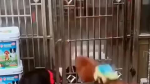 Funny dog and chicken fight