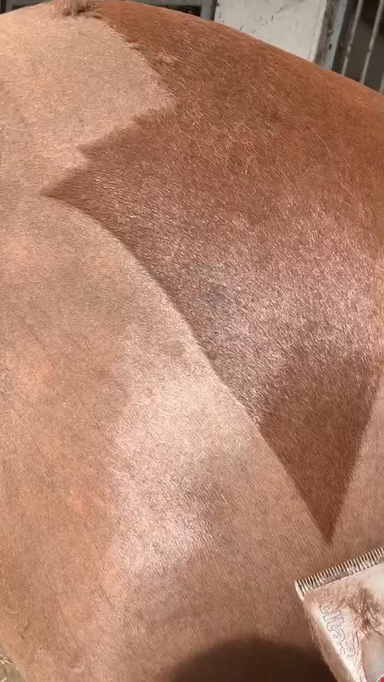 Tondeuse today #fyp #pourtoi #asmr #tondre #cheval #horse #horses #love #animals