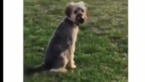 😂🐾 Funniest Animal Moments - You Won't Stop Laughing! Part-20 part-3