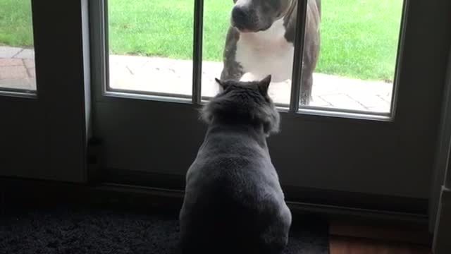 Cat scratches at glass door at pitbull