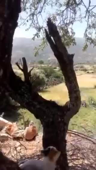 Cat 🐱🐱 cat 🐈🐈chat