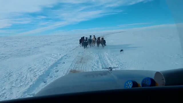 Wild Horses Lead the Way Along Lonely Dirt Road