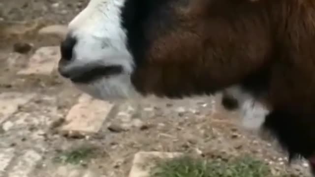 Funny goat 🐐 crying .