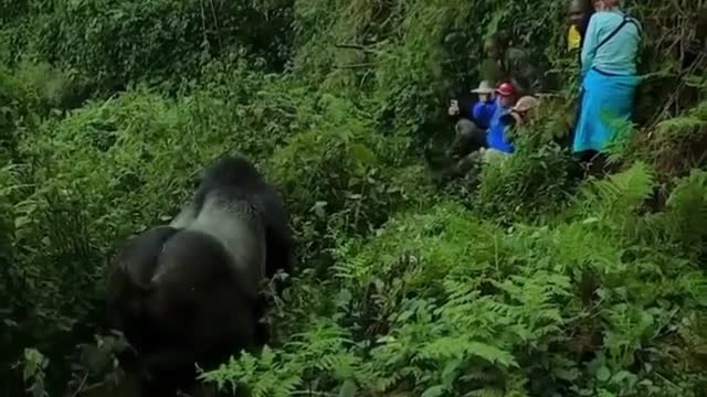 Many people take pictures around the two gorillas, it doesn't attack people.