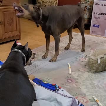 Dogs barking and growling