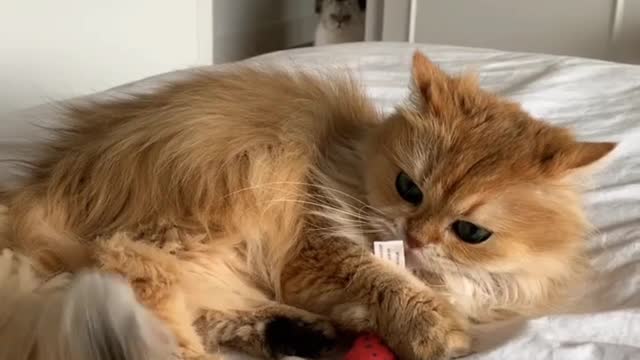 Cute cat playing ||