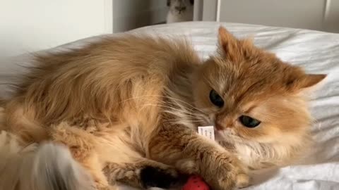 Cute cat playing ||