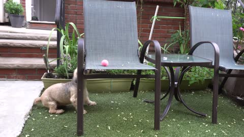 Dog Playing With Ball in Yard